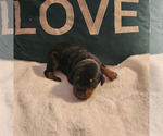 Small Photo #6 Doberman Pinscher Puppy For Sale in CORAL SPRINGS, FL, USA