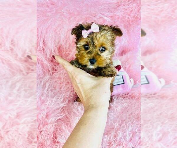 Medium Photo #19 Yorkshire Terrier Puppy For Sale in BOCA RATON, FL, USA