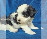 Small Photo #12 Morkie Puppy For Sale in HOLLAND, MI, USA
