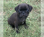 Small Photo #2 Pug Puppy For Sale in YUKON, OK, USA