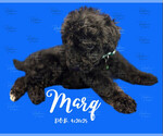Small #2 Portuguese Water Dog