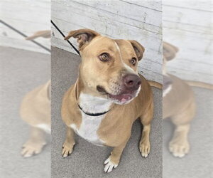 Mutt Dogs for adoption in San Bernardino, CA, USA