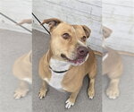 BELLA - Female Mutt Dog for Adoption - Small photo