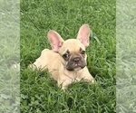 Puppy Daenerys French Bulldog