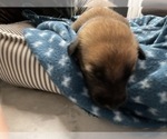 Small Photo #287 Belgian Malinois Puppy For Sale in REESEVILLE, WI, USA