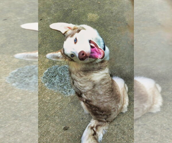 Medium Photo #2 Siberian Husky-Unknown Mix Puppy For Sale in Raleigh, NC, USA