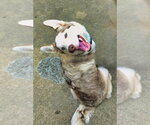 Small Photo #2 Siberian Husky-Unknown Mix Puppy For Sale in Raleigh, NC, USA