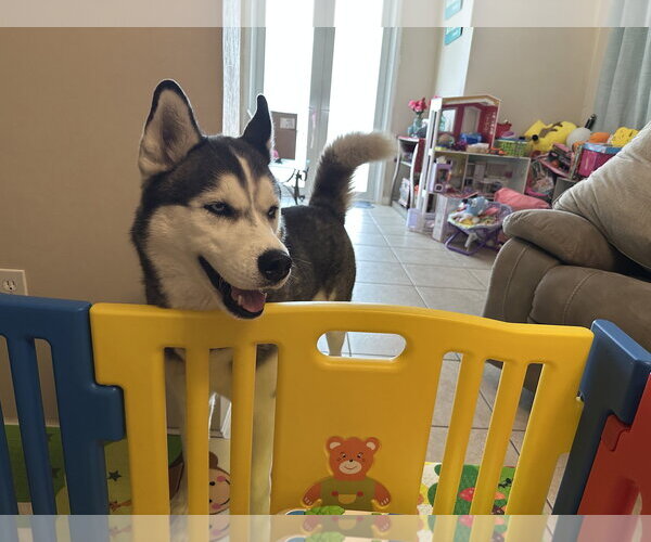 Medium Photo #2 Siberian Husky Puppy For Sale in Miami, FL, USA