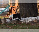 Small Photo #19 Old English Sheepdog Puppy For Sale in MARIONVILLE, MO, USA