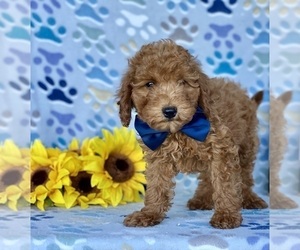 Poodle (Toy) Puppy for sale in LANCASTER, PA, USA