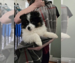Medium Pomsky