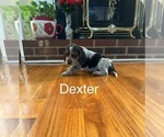 Puppy Dexter Beagle