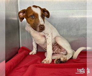 Stewart - Male Lab-Pointer Dog for Adoption - Photo #3