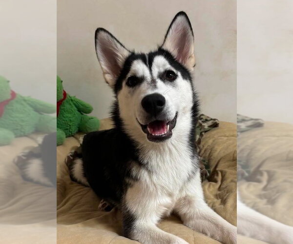 Medium Photo #1 Siberian Husky Puppy For Sale in Matawan, NJ, USA