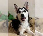 Small Siberian Husky