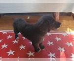 Small #8 Golden Mountain Dog