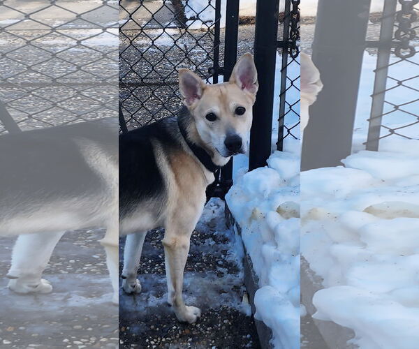 Medium Photo #3 Siberian Husky-Unknown Mix Puppy For Sale in Perth Amboy, NJ, USA