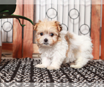 Small Photo #2 Havanese Puppy For Sale in NAPLES, FL, USA