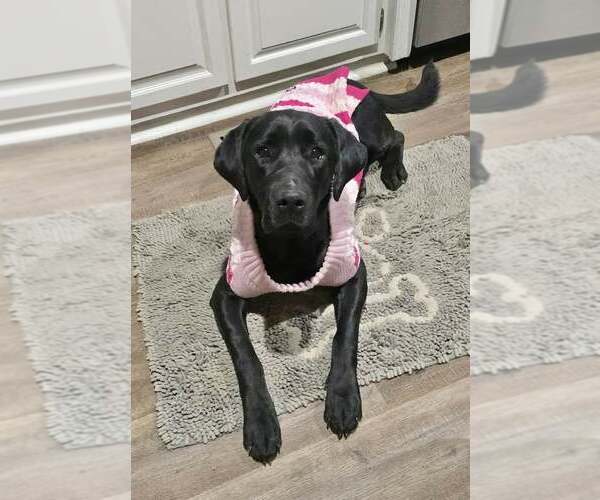 Medium Photo #2 Labrador Retriever Puppy For Sale in Lee's Summit, MO, USA