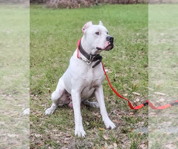Full screen Photo #1 Dogo Argentino Puppy For Sale in MULBERRY, FL, USA
