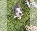 Small #4 American Pit Bull Terrier Mix