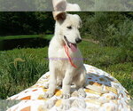Small #9 German Shepherd Dog