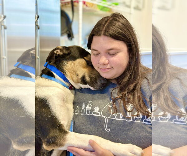 Medium Photo #2 Australian Shepherd-Unknown Mix Puppy For Sale in West Cornwall, CT, USA