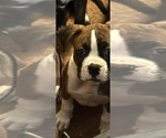 Small #1 American Bully-Boxer Mix