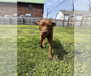Chesapeake Bay Retriever-Unknown Mix Dogs for adoption in Shermans Dale, PA, USA
