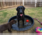 Small #2 Labrador Retriever