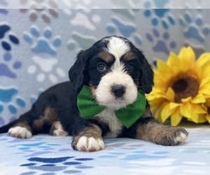 Bernedoodle (Miniature) Puppy for sale in LANCASTER, PA, USA
