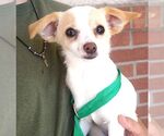 Small #1 Jack Russell Terrier Mix