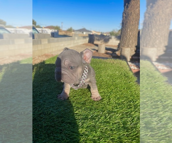 Medium Photo #3 French Bulldog Puppy For Sale in SANTA MONICA, CA, USA