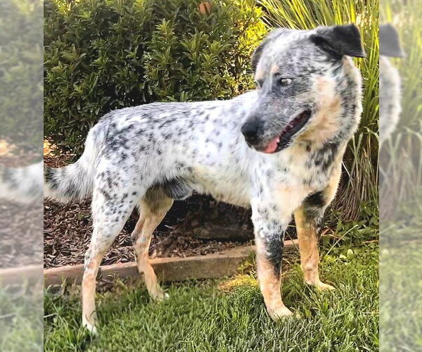 Medium Photo #1 Mutt Puppy For Sale in Sacramento, CA, USA
