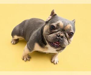 French Bulldog Dogs for adoption in HESPERIA, CA, USA