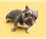 Small French Bulldog