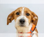 Small #1 Mutt