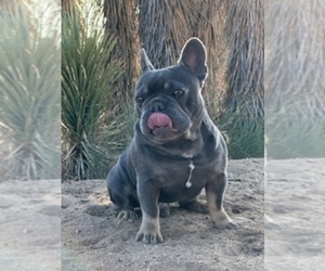 Father of the French Bulldog puppies born on 06/19/2023