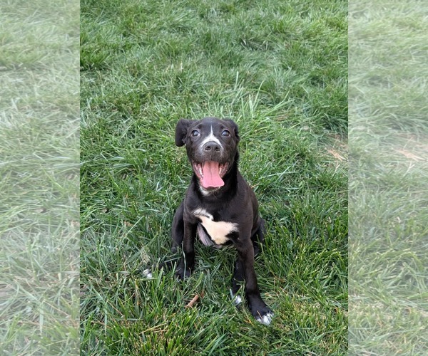 Medium Photo #9 American Staffordshire Terrier-Labrador Retriever Mix Puppy For Sale in Holly Springs, NC, USA