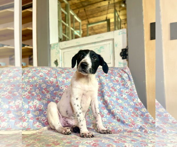 Medium Photo #1 Rat Terrier-Unknown Mix Puppy For Sale in Rockaway, NJ, USA