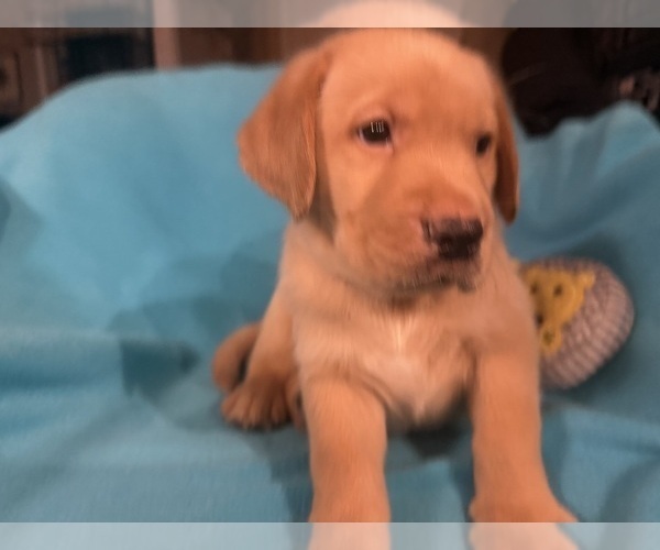 Medium Photo #9 Labrador Retriever Puppy For Sale in SPOTSYLVANIA, VA, USA