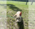 Small #8 German Shepherd Dog