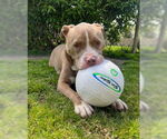Small #7 American Pit Bull Terrier Mix