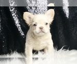 Small #5 French Bulldog