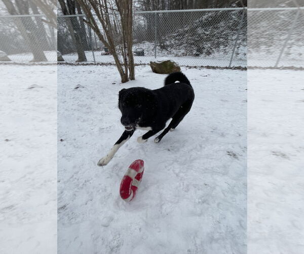 Medium Photo #4 Border Collie-Unknown Mix Puppy For Sale in Lewistown, PA, USA