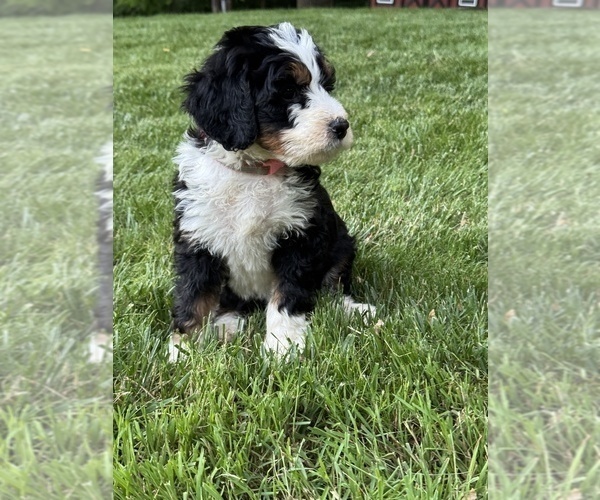 Medium Photo #4 Bernedoodle (Miniature) Puppy For Sale in DENVER, PA, USA