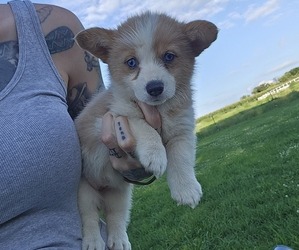 Pembroke Welsh Corgi Puppy for sale in MILTON, WI, USA