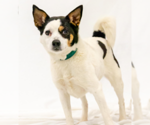 Jack Russell Terrier-Unknown Mix Dogs for adoption in Brooklyn Center, MN, USA