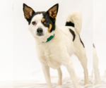 Small Jack Russell Terrier Mix