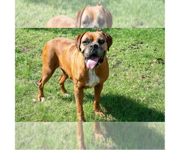 Medium Photo #5 Boxer Puppy For Sale in Austin, TX, USA